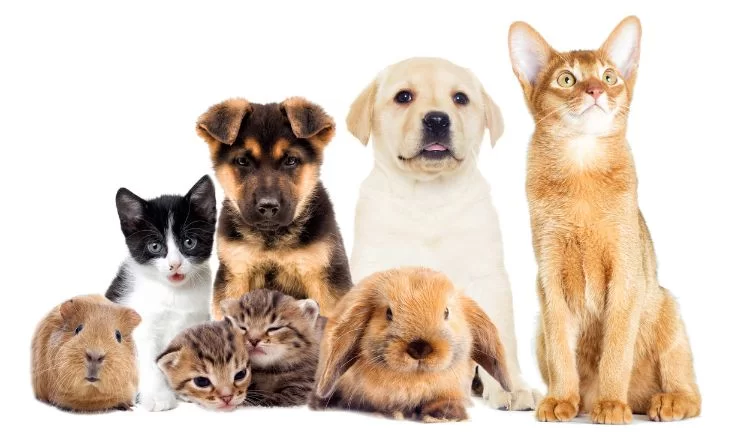 O crescimento do mercado pet está mudando a forma como os estacionamentos recebem seus clientes